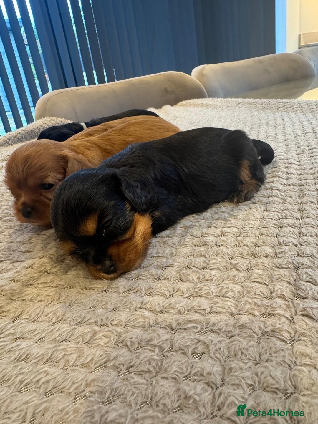 Cavalier King Charles Spaniel dogs for sale: 🐶5 generation kc registered tiny cavalier🐶 - Image 8