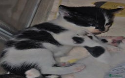 Mixed Breed cats for sale: Savannah Mix Litter🩷 discount if take two. 3 left - Image 10