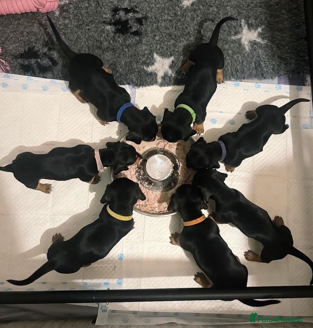 Miniature Dachshund dogs for sale: Black & Tan Miniature Dachshunds  - Advert 9