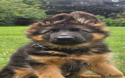 German Shepherd dogs for sale: Beautiful girl available  - Image 3