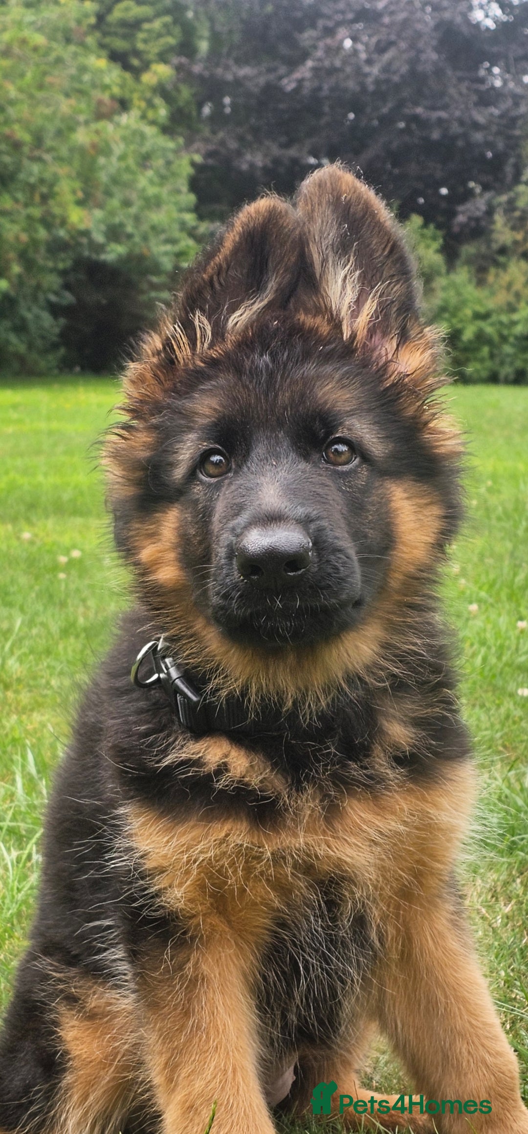 German Shepherd dogs for sale: Beautiful girl available  - Image 3