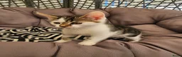 Mixed Breed cats for sale: Kittens - Advert 3
