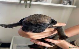 Cane Corso dogs for sale: Gorgeous cane Corso puppies - Image 11