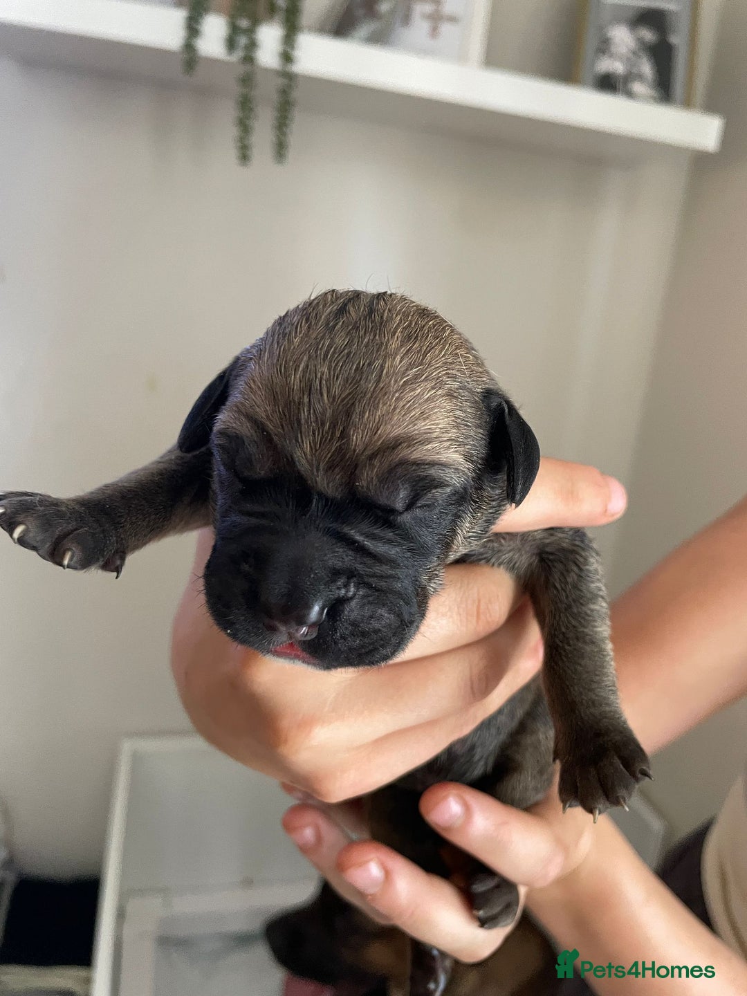 Cane Corso dogs for sale: Gorgeous cane Corso puppies - Image 11