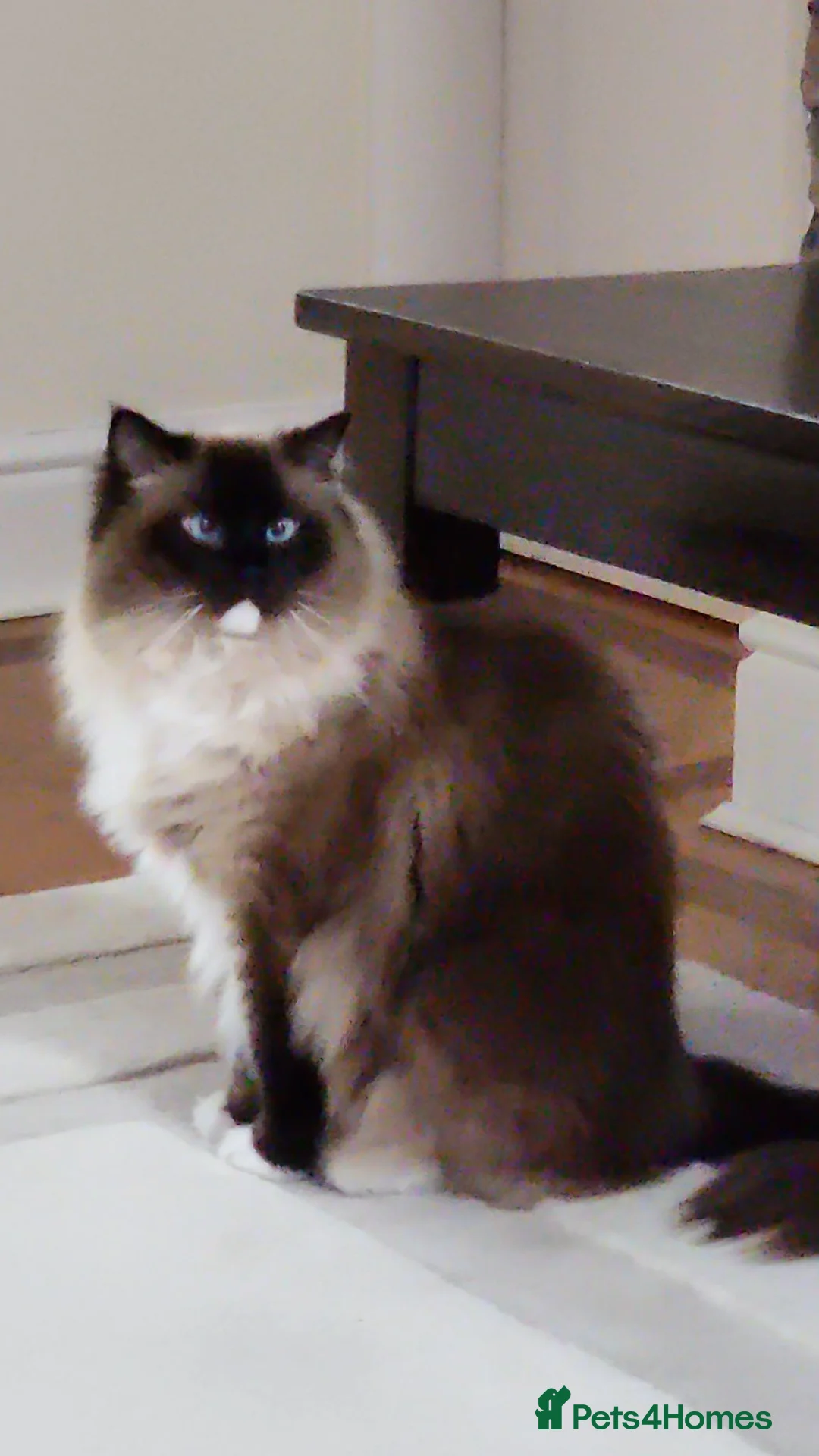 Ragdoll cats for sale: Persian Ragdoll  - Advert 1