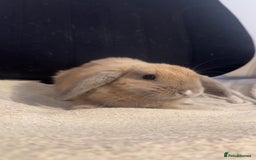 Mini Lop rabbits for sale: Mini lop  in Grays - Image 4