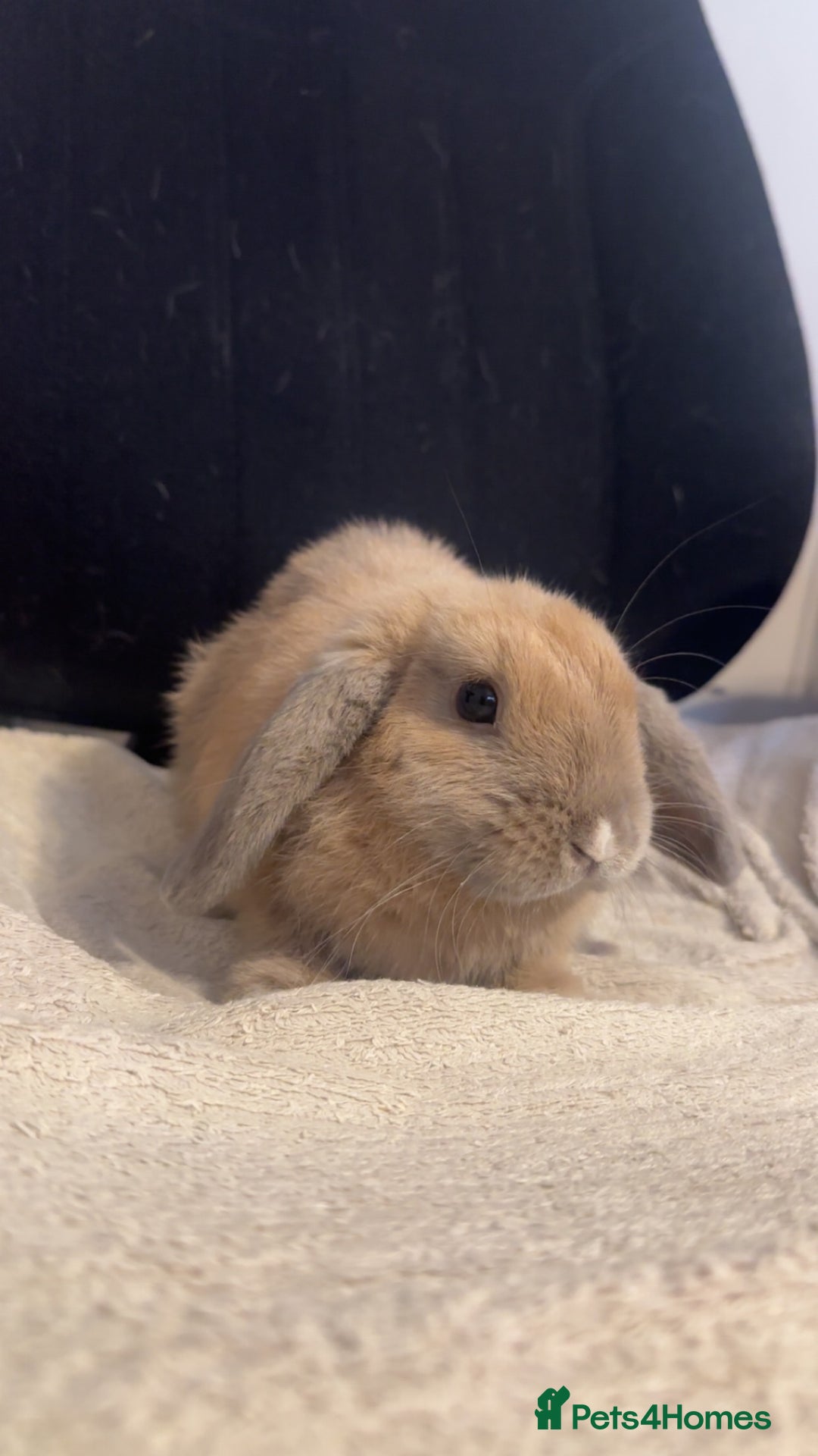 Mini Lop rabbits for sale: Mini lop  in Grays - Image 4