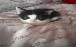 Mixed Breed cats for sale: Loveable Kittens - Advert 7