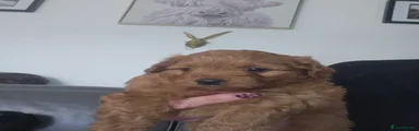 Pomapoo 1