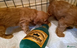 Cavapoo dogs for sale: F1 Cavapoo Pups  - Image 11