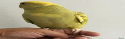 Ringnecks birds for sale: Green Ringneck Pied in Hounslow - Advert 5