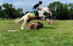 Irish Sports horses for sale: Horse lemon drizzle  - Image 3