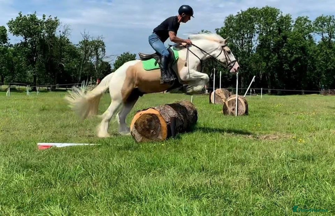 Irish Sports horses for sale: Horse lemon drizzle  - Image 3