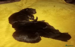 Mixed Breed cats for sale: 4 brown fully tabby kittens  - Image 11