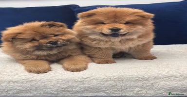 Chow Chow dogs - Advert 4