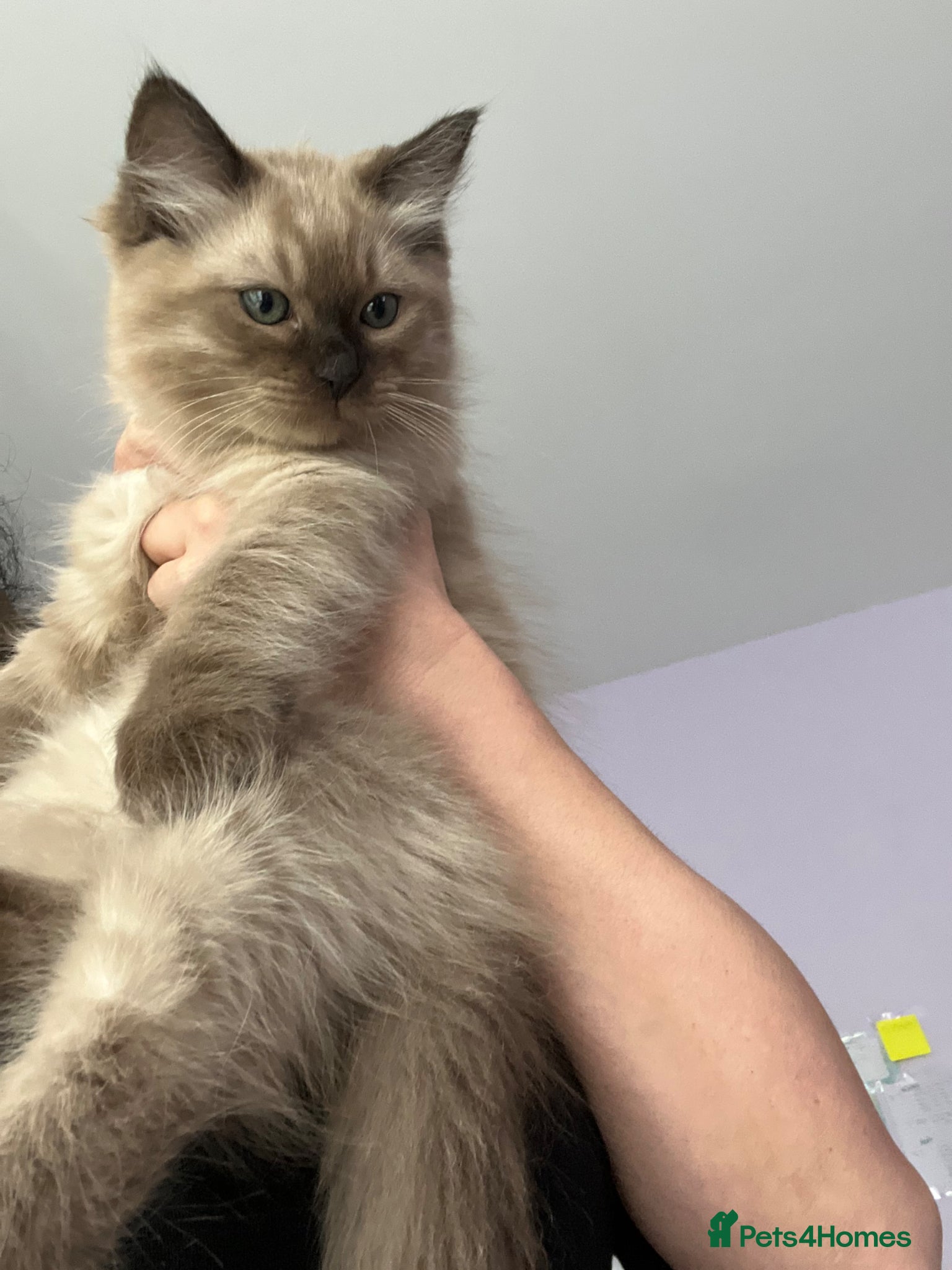 Ragdoll cats READY! RARE Sepia Cherubim Ragdoll BOY Fully Brown - Advert 11