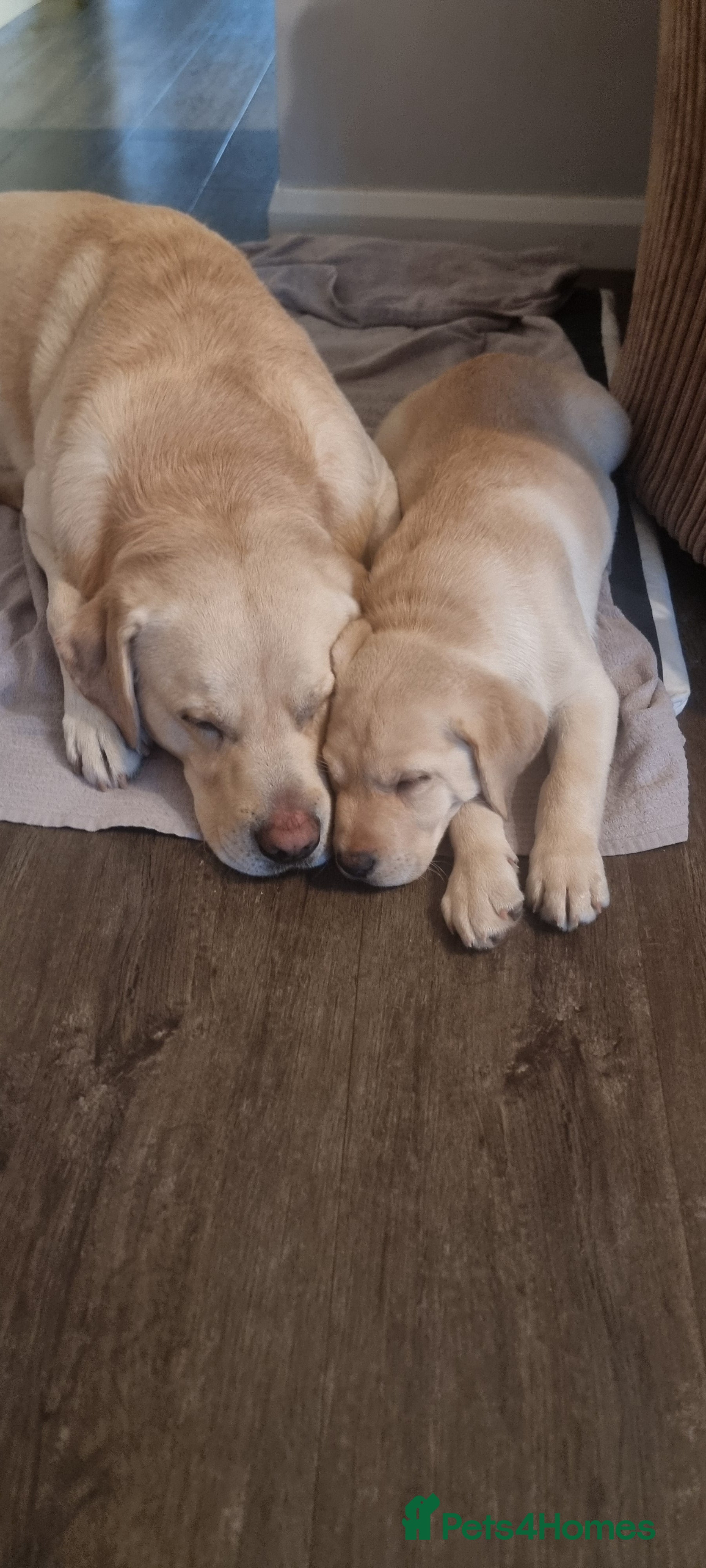 Labrador Retriever dogs Labrador retriever boy Junior  - Advert 2