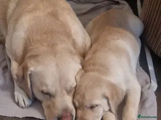 Labrador Retriever dogs Labrador retriever boy Junior - Advert 7