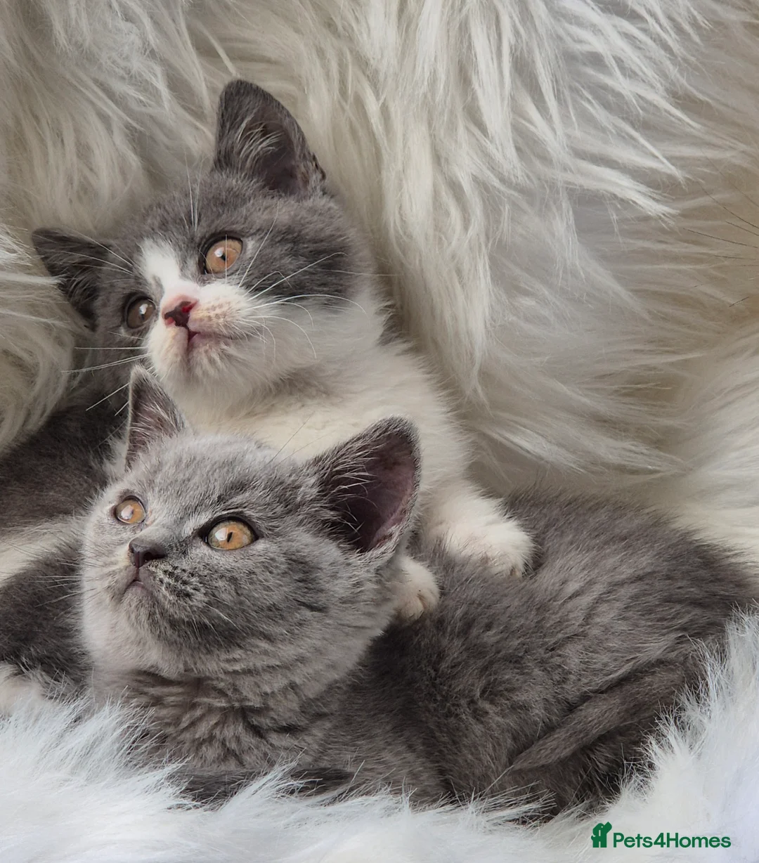 British Shorthair cats for sale: Stunning BSH kitten GCCF Reg Champion sired - Advert 13