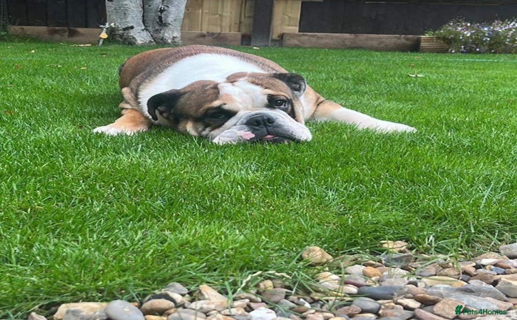 English Bulldog dogs - Advert 6