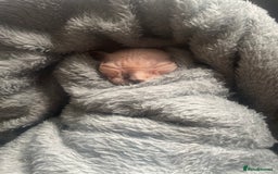 Sphynx cats for sale: Beautiful sphynx kittens  - Image 2