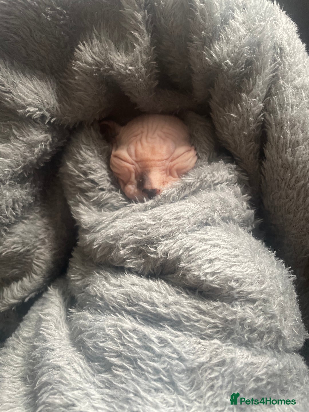 Sphynx cats for sale: Beautiful sphynx kittens  - Image 2