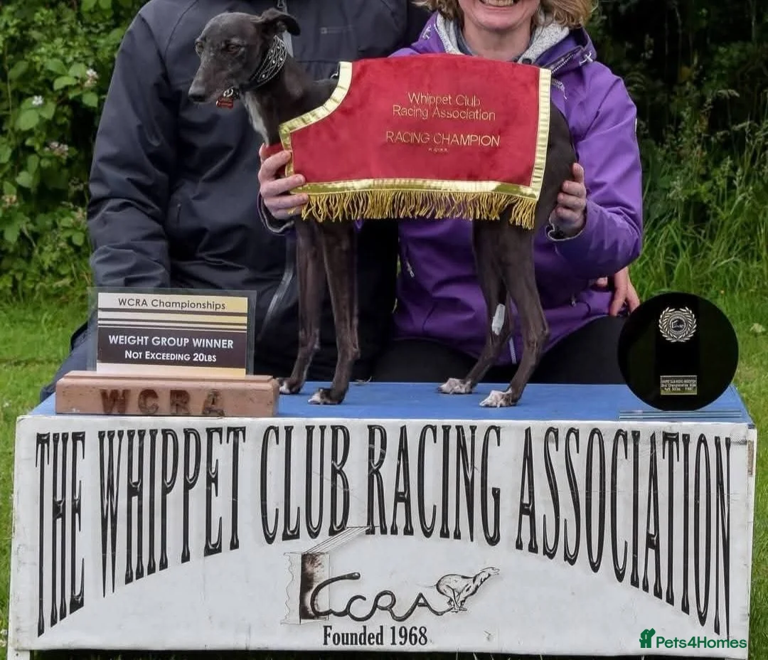 Whippet dogs for sale: KC Registered Male Whippet Puppies  - Advert 2
