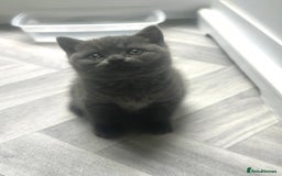 British Shorthair cats for sale: Pure British Shorthair kittens available  - Image 8