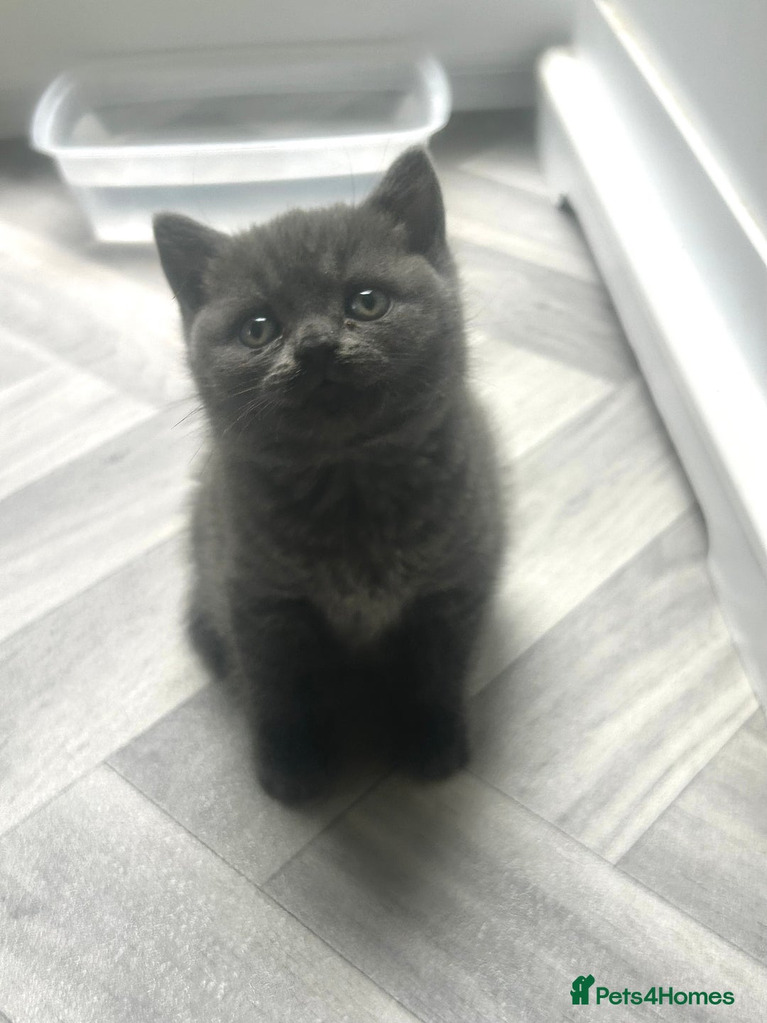 British Shorthair cats for sale: Pure British Shorthair kittens available  - Image 8