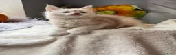 Maine Coon cats for sale: Beautiful litter of 7 Maine Coon kittens  - Advert 15