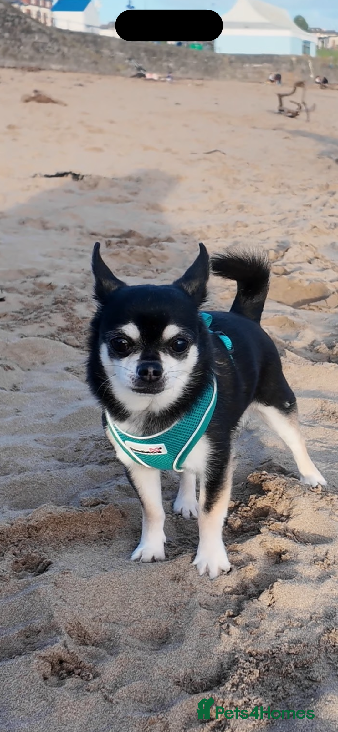 Chihuahua dogs for sale: Free to a lovely home. Loving Chihuahua - Image 1