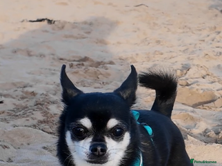 Chihuahua dogs - Advert 31