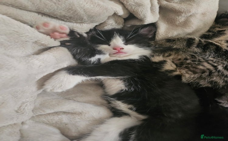 Mixed Breed cats Fluffy girls - Advert 1