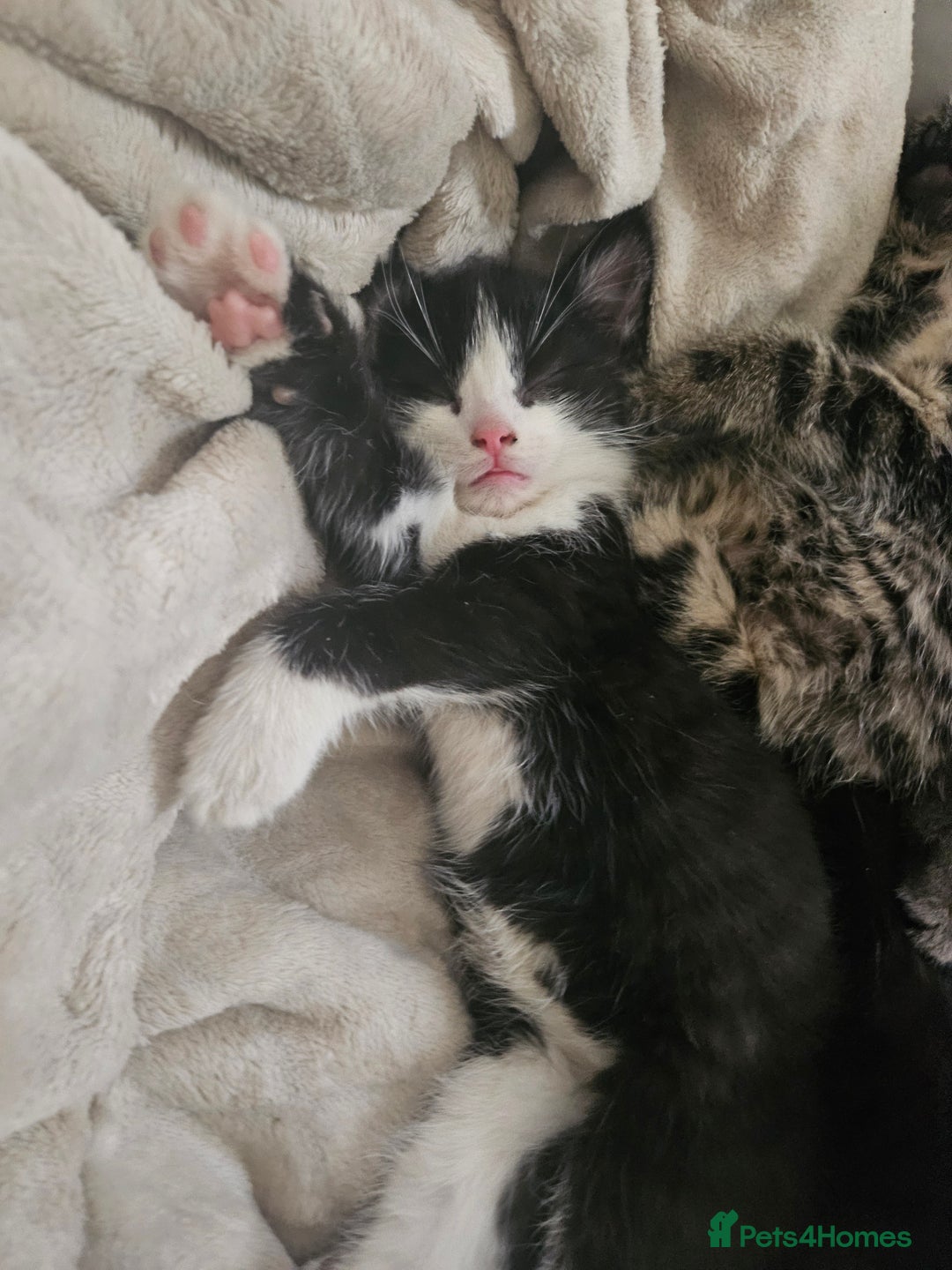 Mixed Breed cats for sale: Fluffy girls - Advert 5