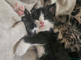 Mixed Breed cats Fluffy girls - Advert 1