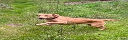Labrador Retriever dogs for sale: Kc registered, fully health tested, Bitch.  - Advert 3