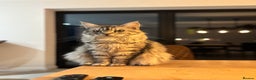 Maine Coon cats for sale: Maine Coon Kittens - Ready early Feb - Advert 24