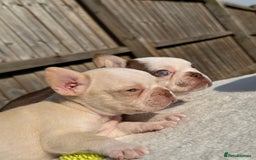 French Bulldog dogs for sale: Hikema X Cheeko (French bulldogs) - Image 21