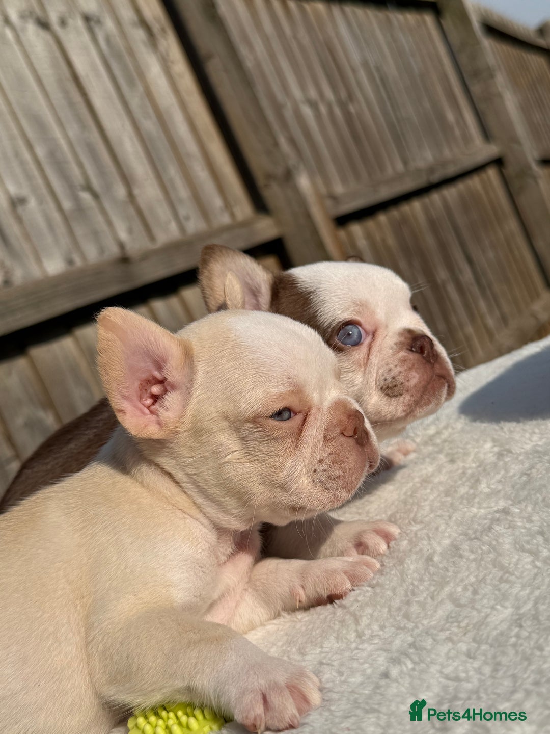 French Bulldog dogs for sale: Hikema X Cheeko (French bulldogs) - Image 21