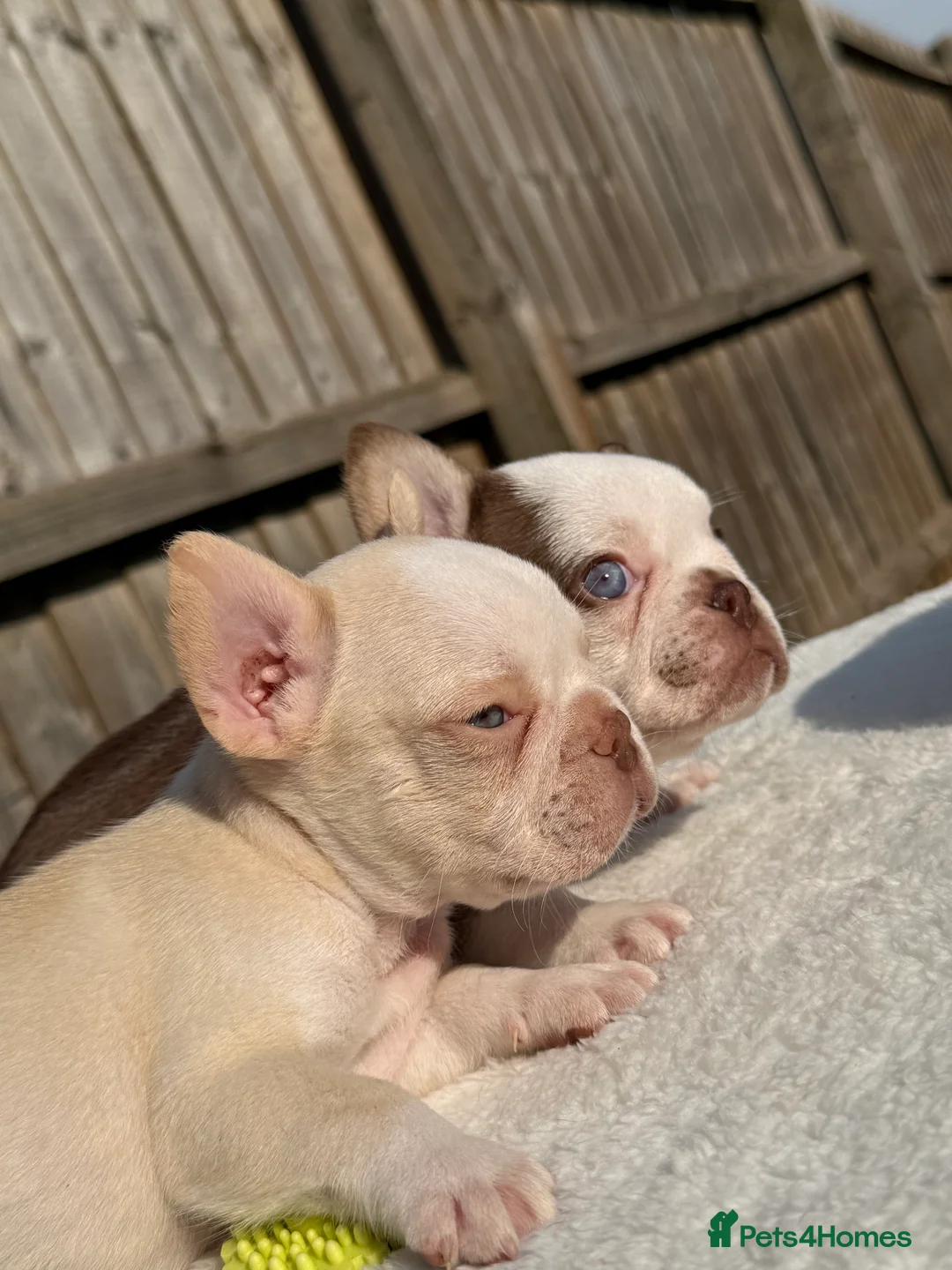 French Bulldog dogs for sale: Hikema X Cheeko (French bulldogs) - Advert 8