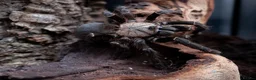 Tarantulas invertebrates for sale: tarantula collection for sale - Advert 6