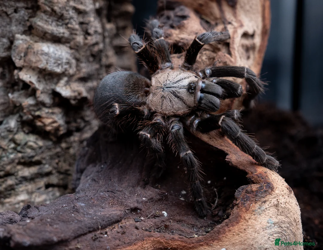 Tarantulas invertebrates for sale: tarantula collection for sale - Advert 6