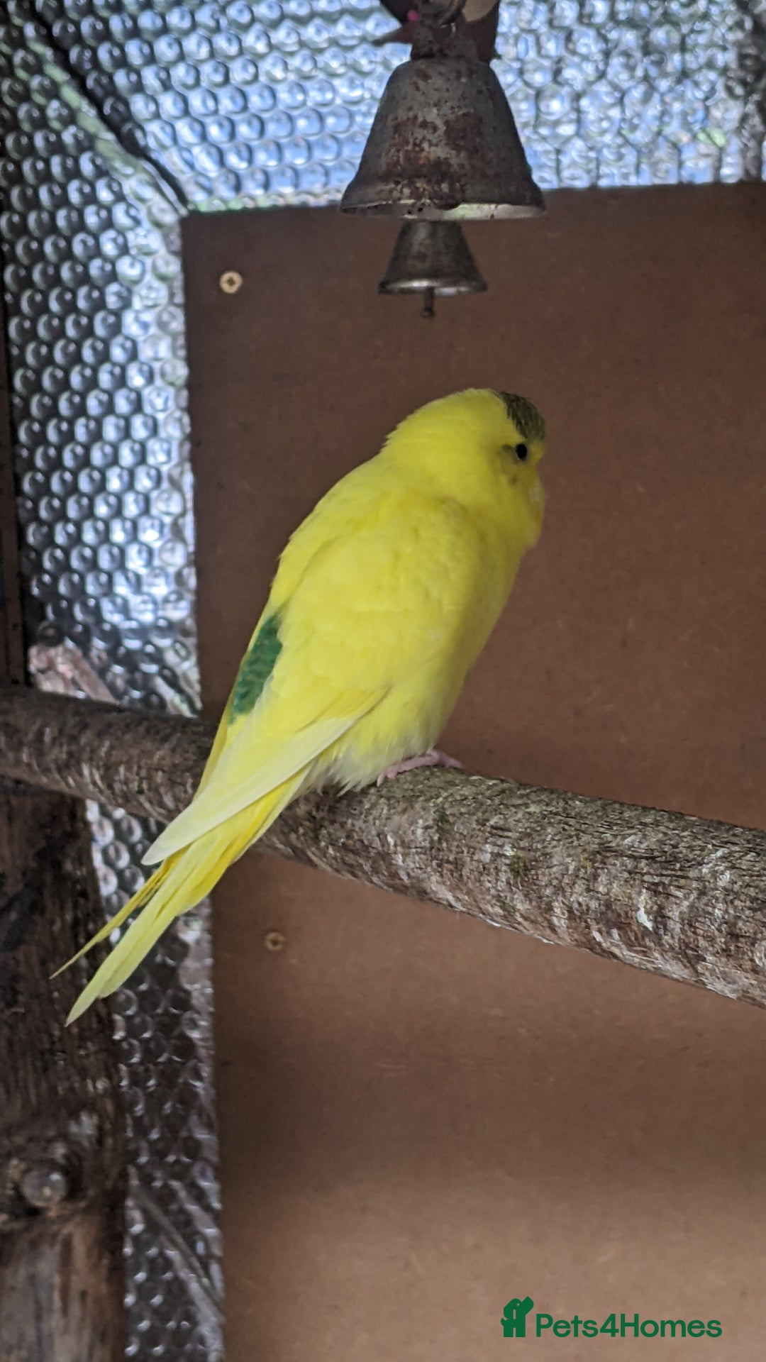 Budgerigars birds for sale: 3 months old baby budgies in amesbury  - Image 3