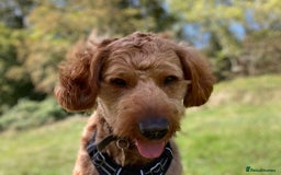Australian Labradoodle dogs for stud: Australian Labradoodle Stud – Excellent Bloodlines - Image 21