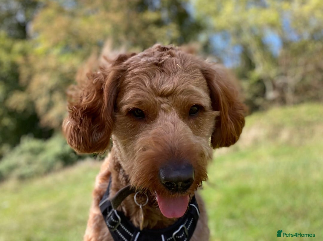 Australian Labradoodle dogs for stud: Australian Labradoodle Stud – Excellent Bloodlines - Image 21