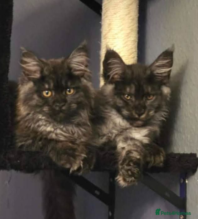 Maine Coon cats 🩷 Maine coon smokey black girls 🩷 - Advert 1