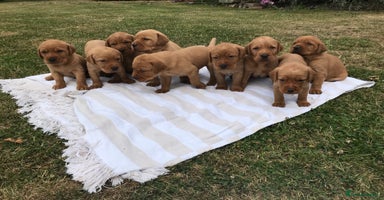Labrador Retriever dogs - Advert 2