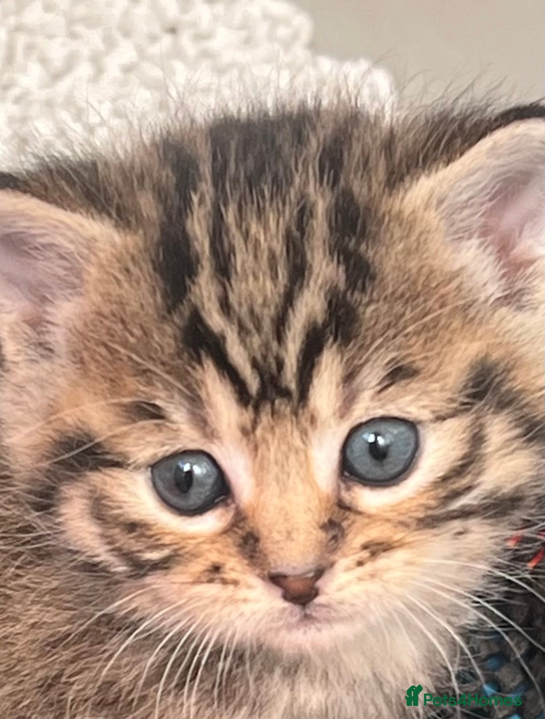 Mixed Breed cats for sale: CLEMENTINE’S CUTIES - (MUM with BENGAL)   - Advert 3