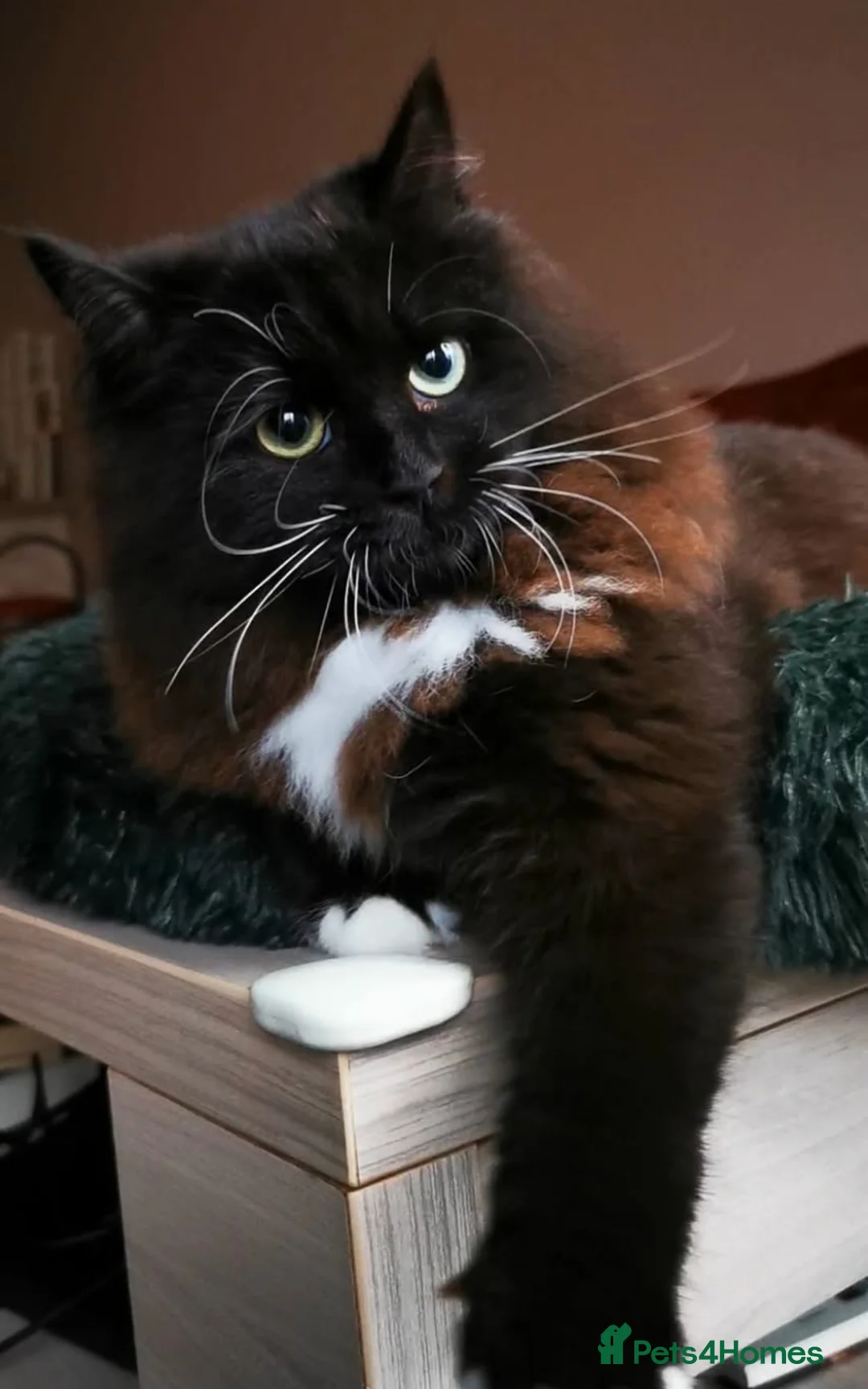 Siberian cats for sale: KITTENS SIBERIAN Neva Masquerade White  - Advert 2