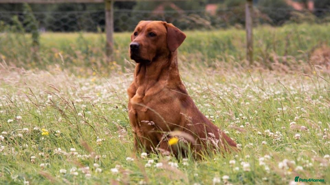 Labrador Retriever dogs for sale: **Only 2 Girls Left** Fox Red Labrador Puppies - Image 8